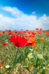Red poppy flowers in a field