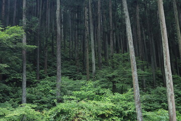 nature in Hinohara village  ,japan,tokyo