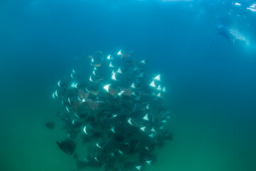 Large school of mobula rays, mobula munkiana, during the annual migration period for these animals,...