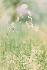 Beautiful young Caucasian blond woman in light dress holding bouquet of white peonies, walking in summer field or garden in sunset. Woman with flowers outdoors