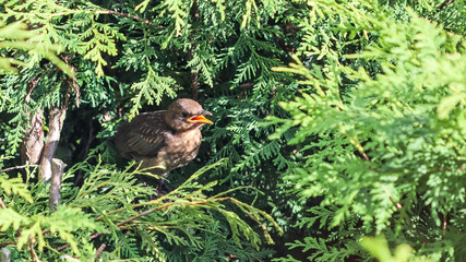 Fledgling blackbird in thuja branches waiting to be fed by parent.