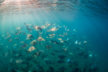 Large school of mobula rays, mobula munkiana, during the annual migration period for these animals in the late afternoon sunlight, Sea of Cortez, Baja California, Mexico.