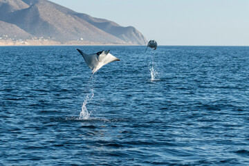 Mobula rays, or smooth tail devil rays, breaching in the early morning during the annual migration period for these animals, Sea of Cortez, Baja California, Mexico.