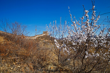 The original ecological wall of full of apricot flowers