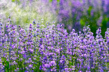 Beautiful fragrant lavender flowers on the green plain
