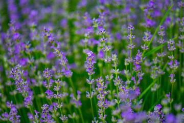 Beautiful fragrant lavender flowers on the green plain