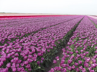 Tulpenfelder in der Provinz Nordholland, Niederlande Fields full of tulips in the province of Northholland, Netherlands