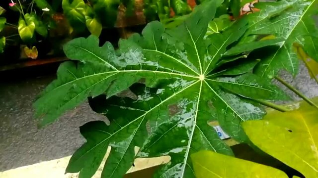 Water falls in a papaya leaves while raining.