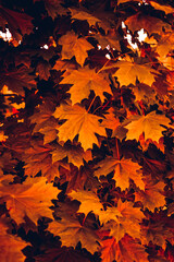 Red maple leaves. Macro shooting. Background. wallpaper