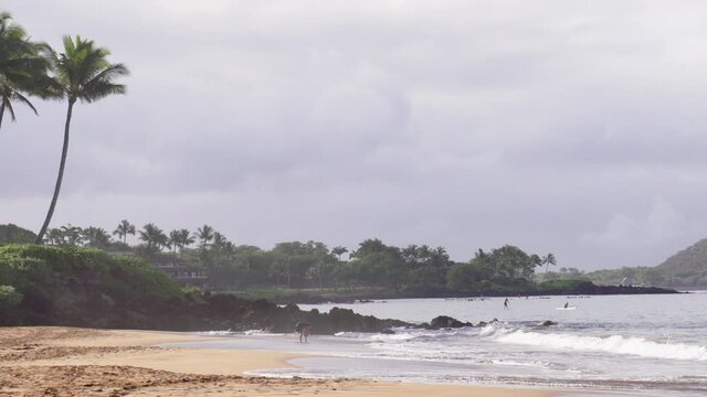 South Hawaiian beach in Kihei Maui. Tropical sunny day with people doing water activities. 