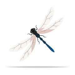 Dragonfly insect vector isolated illustration