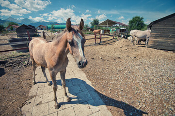 horse and foal