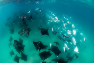 Large school of mobula rays, mobula munkiana, during the annual migration period for these animals,...