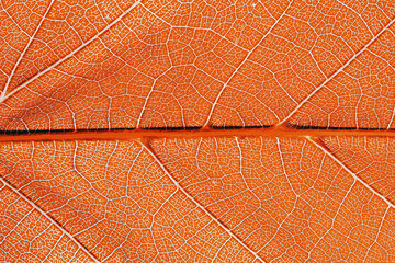 Fototapeta na wymiar Abstract organic texture of leaf. Macro shot
