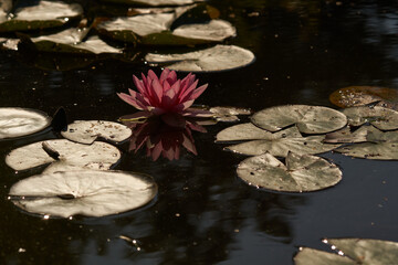Lilia wodna - grzybień © pinus25