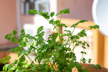fresh coriander herbs in a pot.