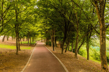 Fototapeta na wymiar Paved walking path under shade trees