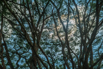View through branches of old pine tree