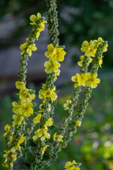 Verbascum densiflorum bright yellow denseflower in bloom, tall flowering herb medicinal plant