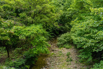 Small mountain stream flowing through lush trees