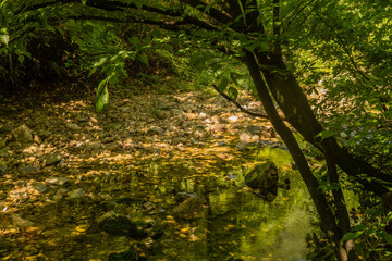 Stream with rocky bed flowing under shade trees
