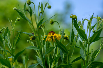 Helenium autumnale common sneezeweed in bloom, bunch of yellow brown flowering flowers