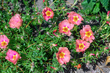Portulaca grandiflora moss-rose flowering plant, pale pink orange color rock rose purslane flowers in bloom