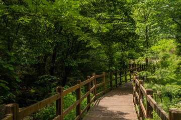 Wooden boardwalk through lush verdant trees