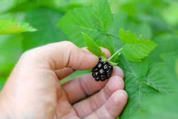 Man's hand plucks a bush ripe blackberries in the garden. Close-up, blurred background. Selective focus.