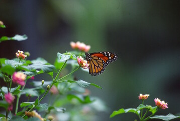 butterfly on a flower