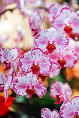 Tropical plants in the arboretum. Leaves and wild pink orchids, flowers close-up. Concept of environmental conservation