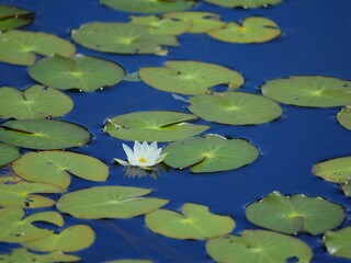 尾瀬ヶ原　池塘3