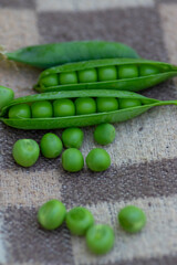 Pisum sativum pea green fruits in gree pods on brown background, tasty ripened sweet summer fruit, harvesting time