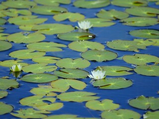 尾瀬ヶ原　池塘4