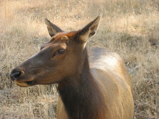 female elk