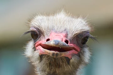  Ostrich with pink beak close-up focusing on ostrich eyes, funny and cute male ostrich © e-Kis