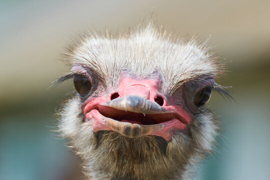 Ostrich Funny Images – Browse 17,388 Stock Photos, Vectors, and Video |  Adobe Stock