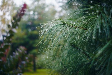 water drobs on tree