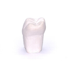 Fototapeta premium Plaster model of tooth