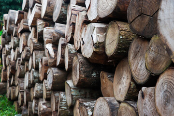 stack of firewood 