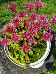 Beautiful flowers as background. the concept of the garden. Garden