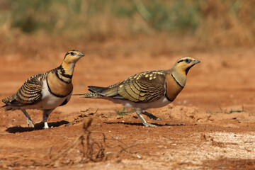 Pin-tailed sandgrouse male and female at a water point in summer in a steppe of Aragon, Spain