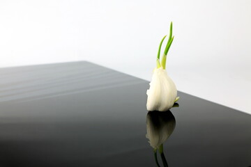 Obraz premium Knoblauch auf schwarzer Platte