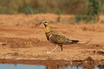 Pin-tailed sandgrouse male at a point of water in a steppe of Aragon in summer