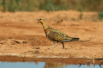 Pin-tailed sandgrouse male at a point of water in a steppe of Aragon in summer