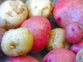 collected tubers of new potatoes from your own garden lie in a pile in an iron bowl
