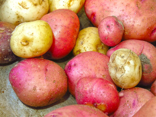 collected tubers of new potatoes from your own garden lie in a pile in an iron bowl