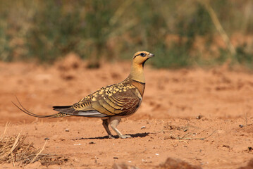 Pin-tailed sandgrouse male at a point of water in a steppe of Aragon in summer