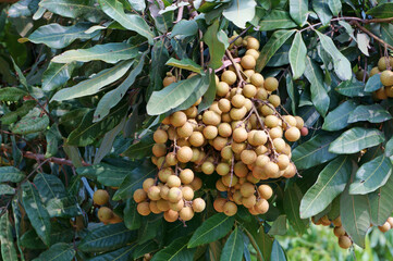 Close up of ripe longan fruits in the garden