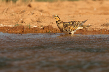 Pin-tailed sandgrouse adult female drinking in a lagoon in summer in a steppe of Aragon, Spain
